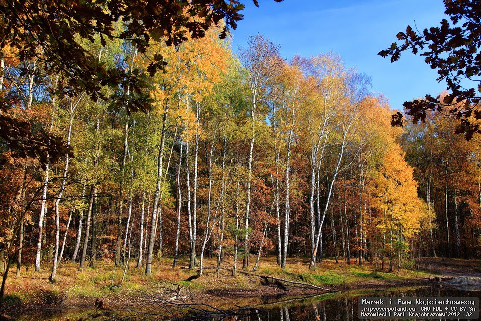 Mazowiecki Park Krajobrazowy by Trips over Poland