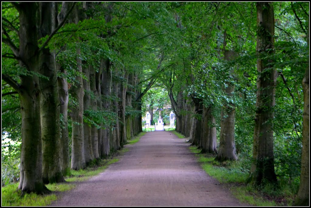 Summer beech lane---(enlarge)--- by Tombstone65