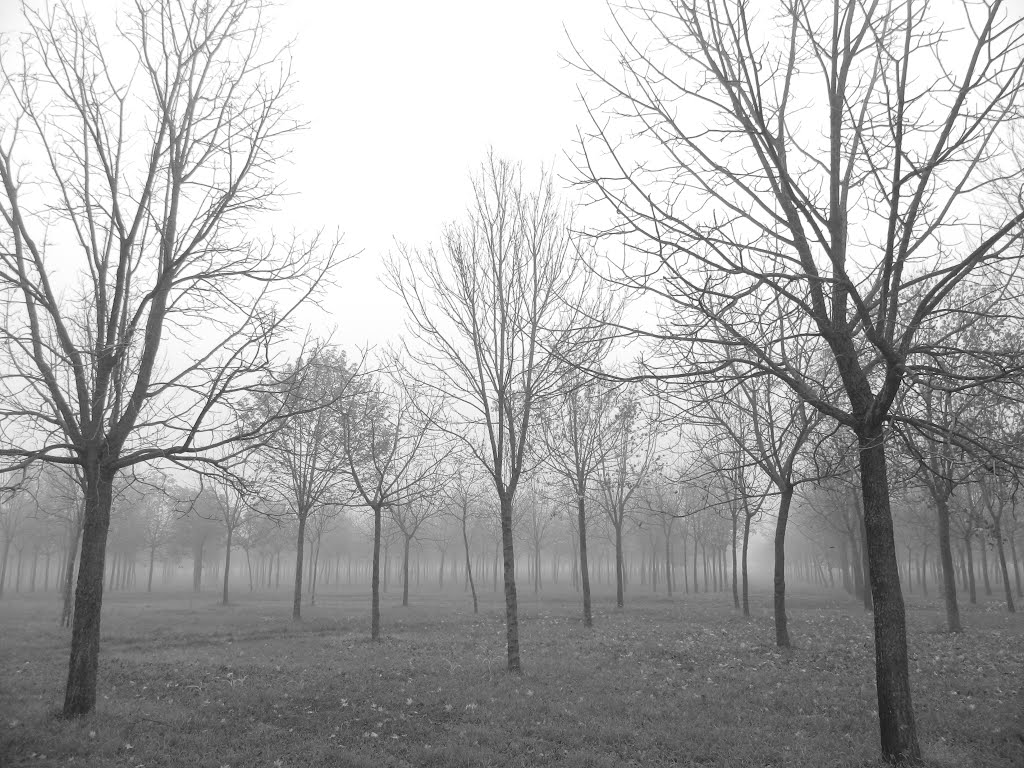 Alberi di fine Autunno by Stefano Stefano