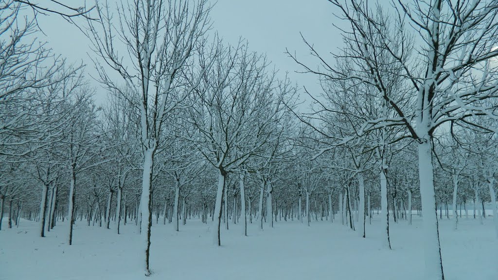 Passato l'Autunno arriva l'Inverno by Stefano Stefano