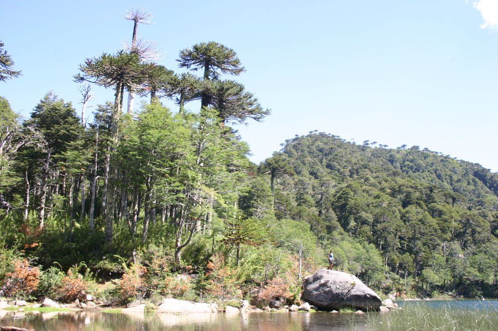 En la Laguna Verde, Huerquehue National Park. by Francisco2008