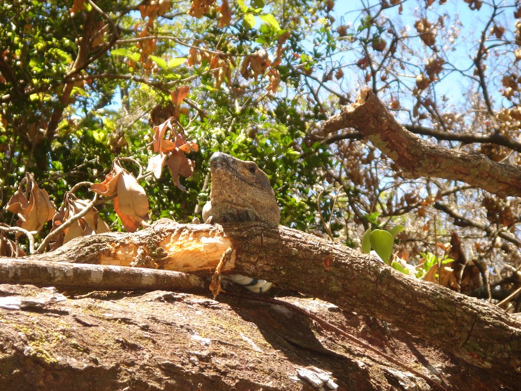 Iguana taking a sunbath...before been eaten by a Pizote. by Chalo Velasquez