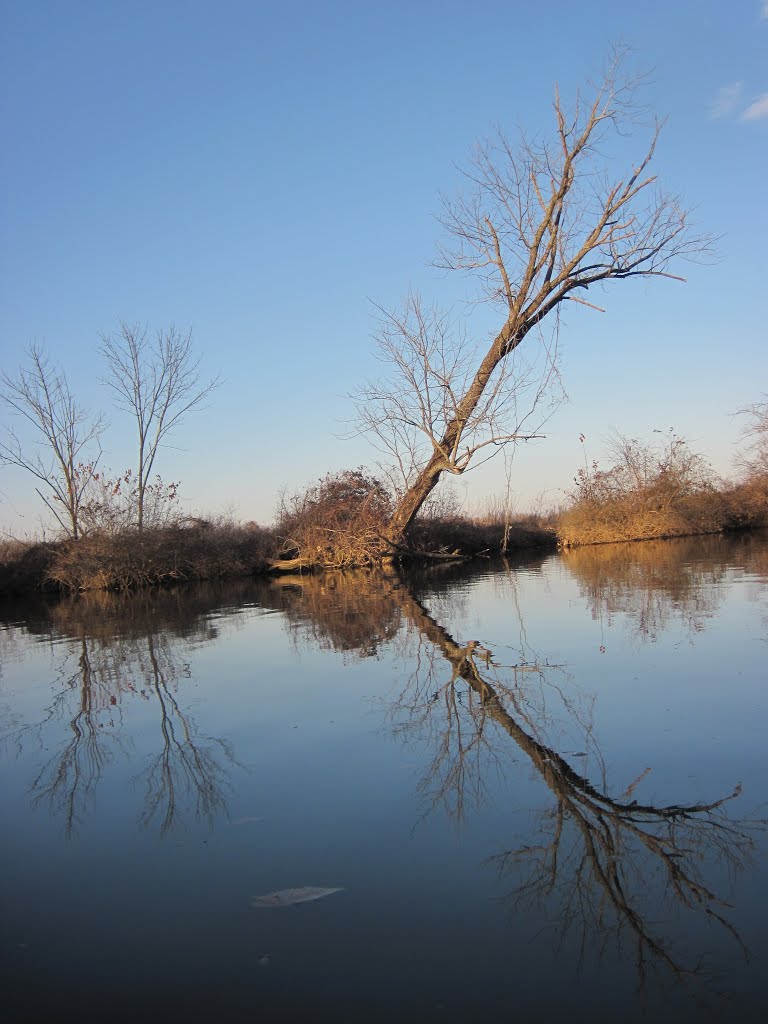 A croocked tree on the shores of the patuxent by midatlanticriverrat