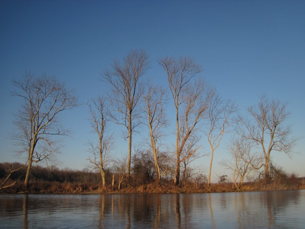 Trees against the late afternoon bright blue sky by midatlanticriverrat