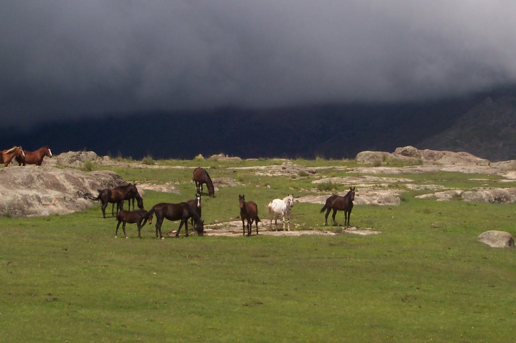 Caballos en Casas viejas by MVLIC