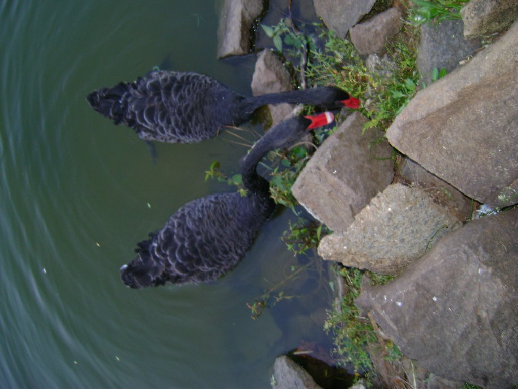 Cisnes negros Australianos by ***Liz*** (Rusca)