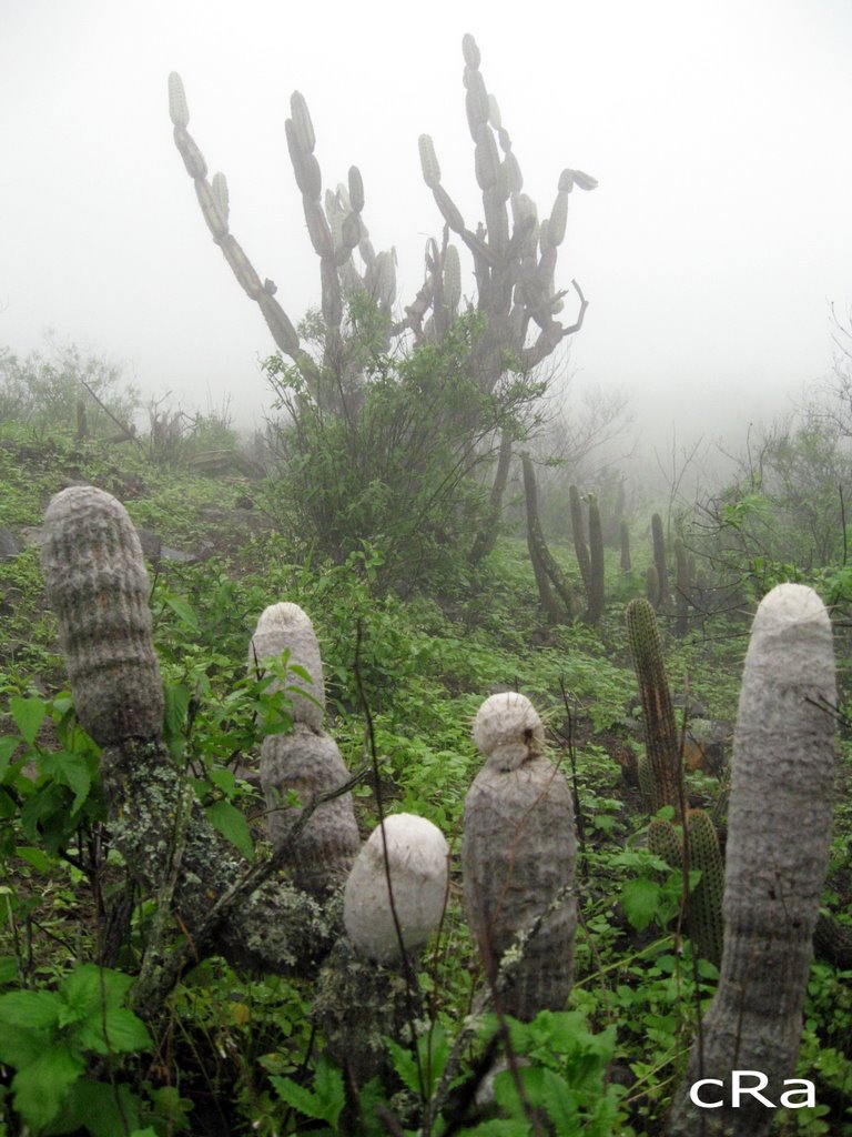 Cactaceas de San Damian by Christian Riveros A. - Apu Naturaleza y Cultu