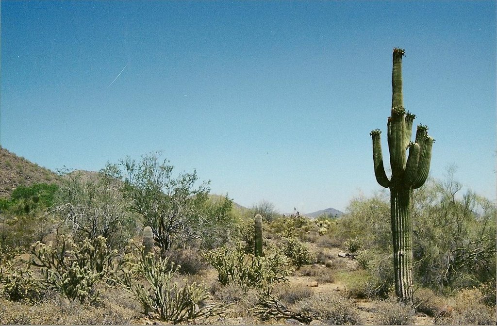 Sonora Desert in Bloom by Blake of the Bluffs