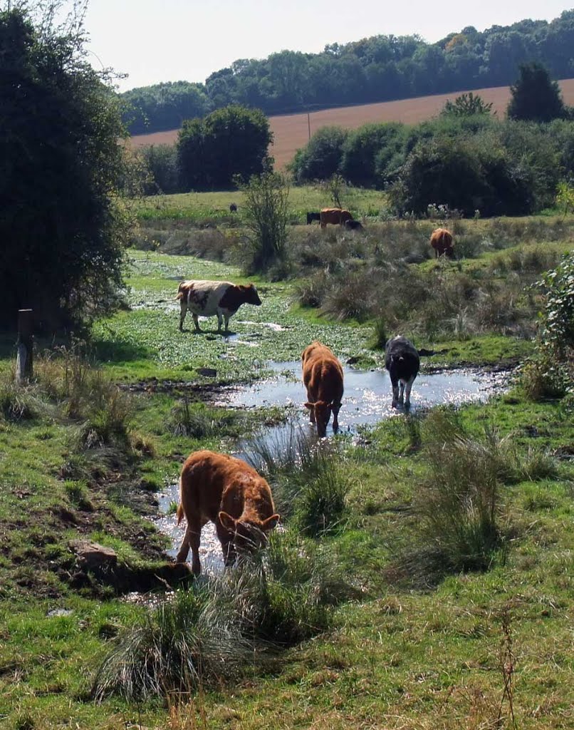 Cool Cows by jhr1uk