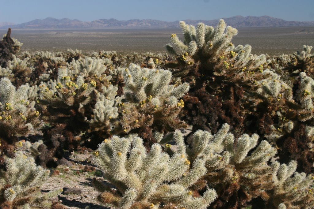 Budding Cholla Cactus Garden by Ashley Thompson