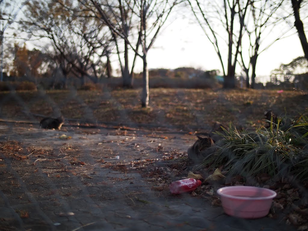 西成公園の猫 / Cats in the Nishinari park by k.m.igosso