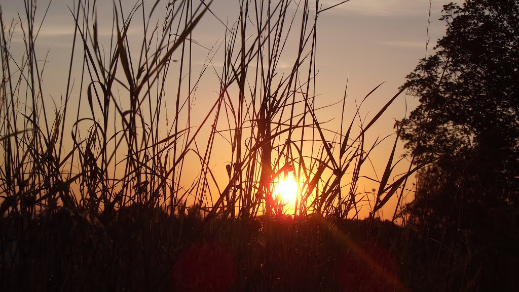 Sommer, Sonneschein by Bruno Lohse