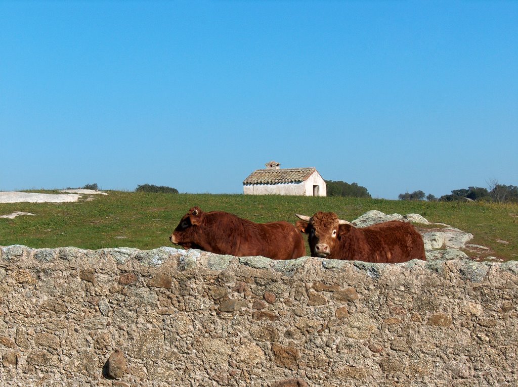 Toros en Malpartida de Cáceres by Ricardo Pérez