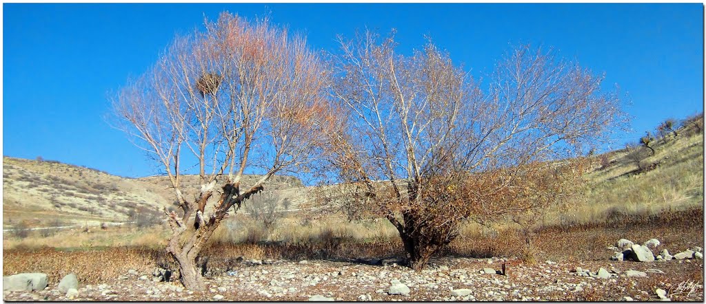 Asartepe barajı söğüt ağaçları willow trees by Atila KÖKSAL