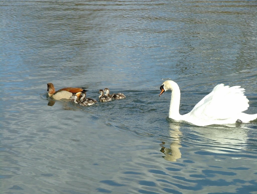 Richmond Park - Swan and Egyptian Geese by UncleRiotous