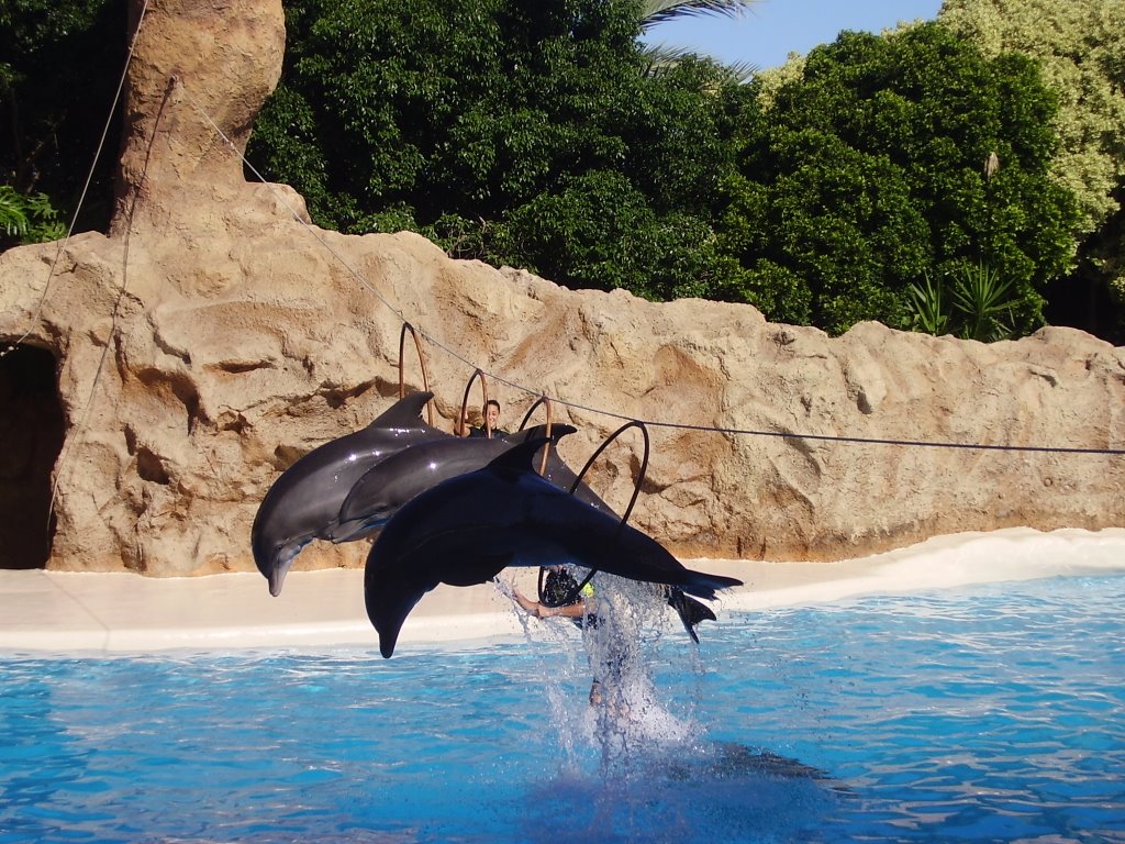 LORO PARQUE DELFINES by Isidro González Pére…