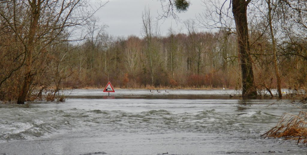 Enten bei Hochwasser auf dem Rhein by Qwesy