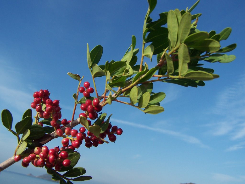 Il mirto della Corsica by ©marica ferrentino