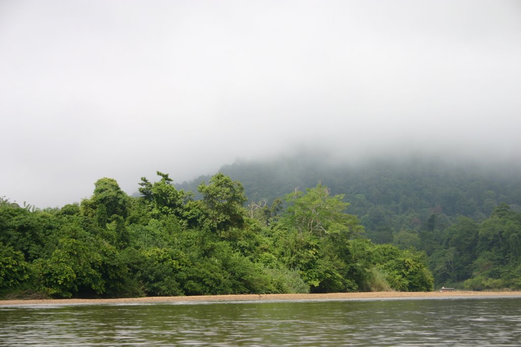 Rainforest in Taman Negara. 1 005 by Harry Wahlvåg. http:…