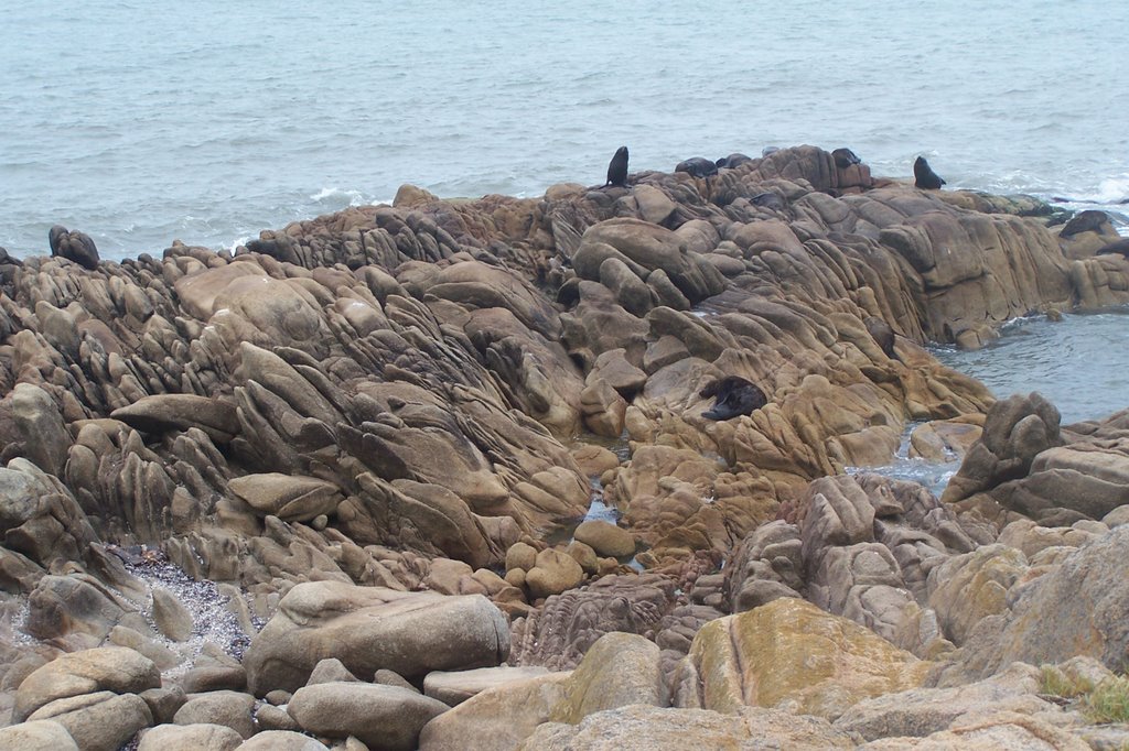 Lobos Marinos Cabo Polonio by nubetren