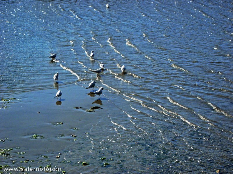 L.MARE TRIESTE by oscarleone