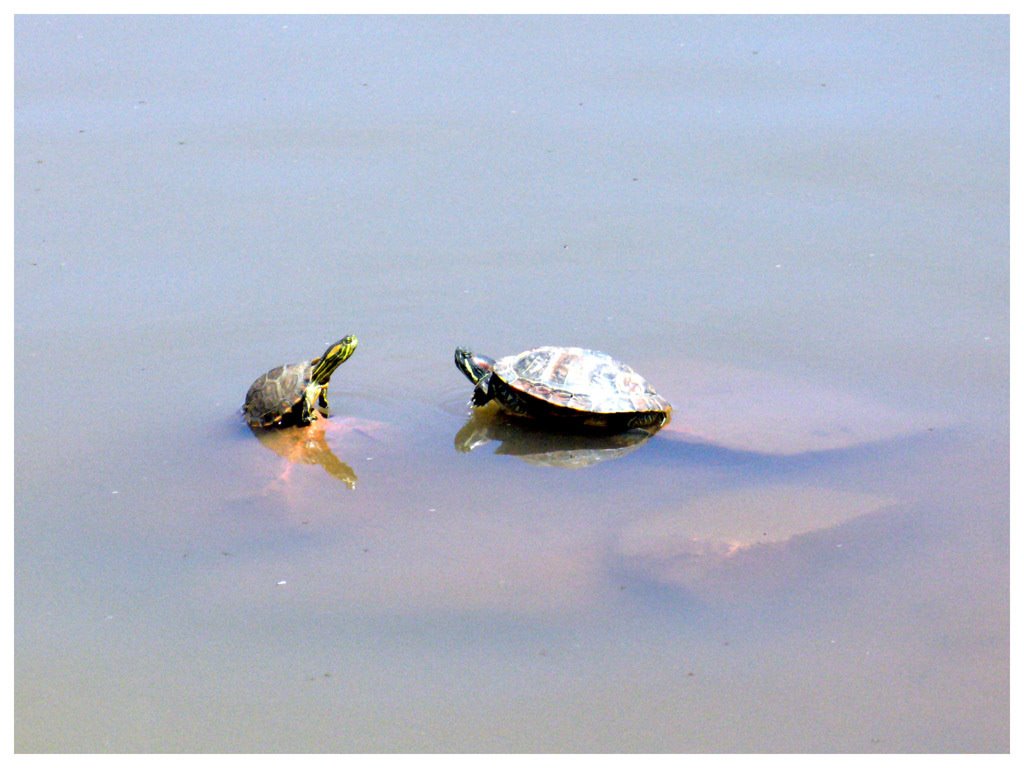 Turtles on Germânia Park by Douglas Delgado