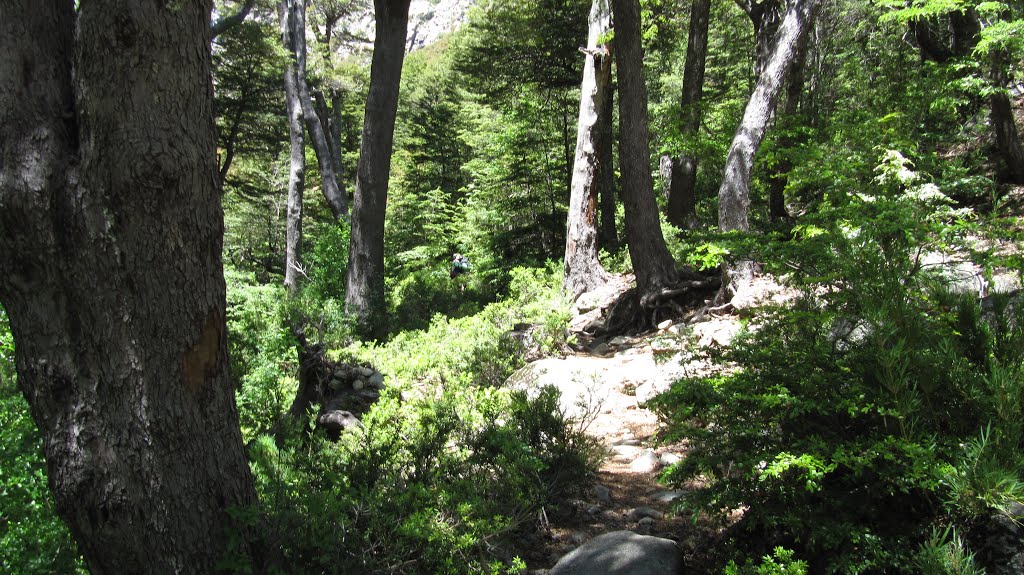 Bosque que rodea la laguna de La Plata by Juan Tolosa