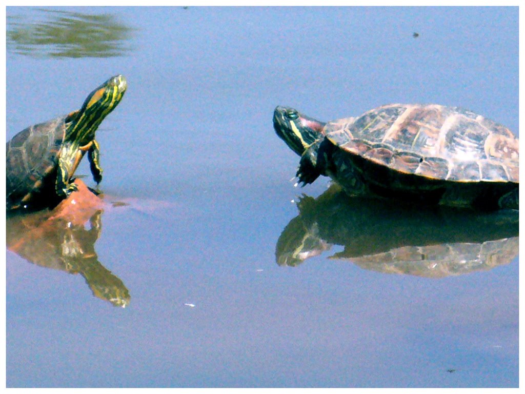 Turtles on the Germânia park lake by Douglas Delgado