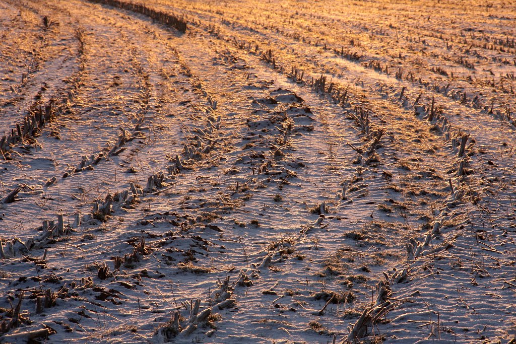 Golden Field by coolbush