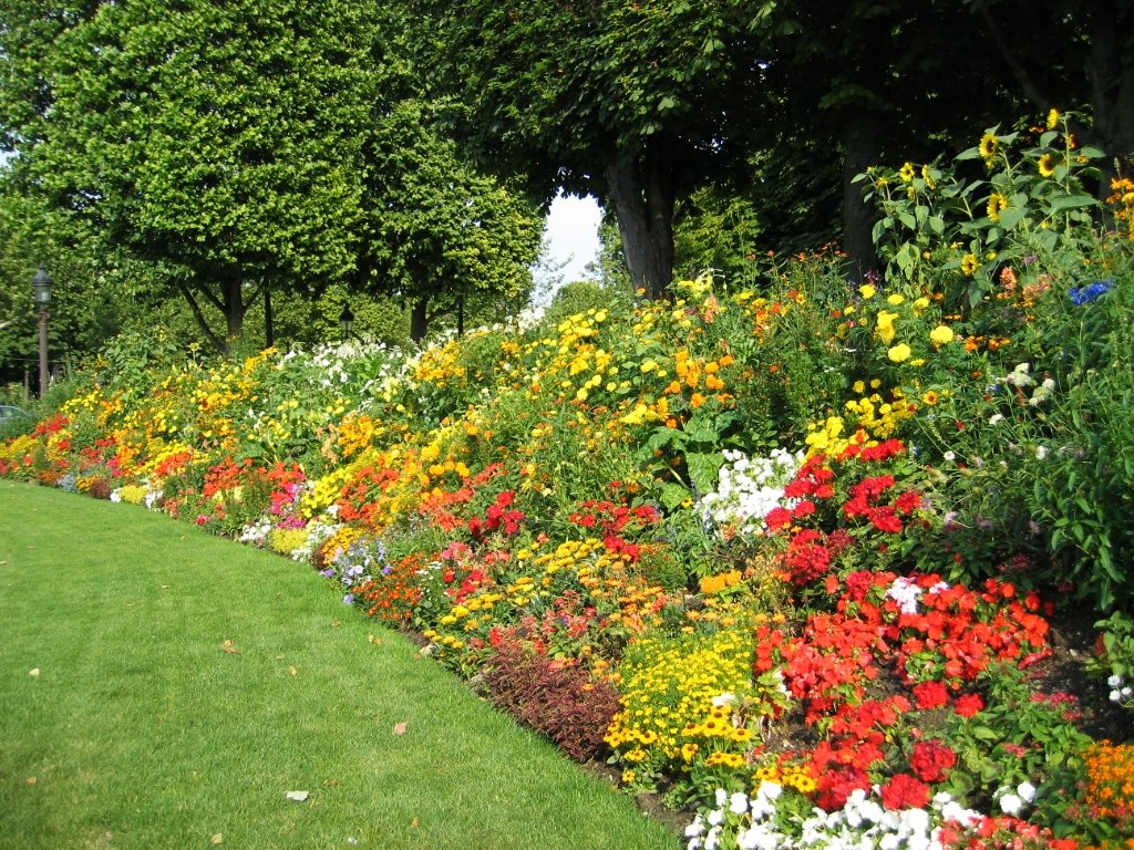 Paris flowers in Champs Elysees by filiz kulan