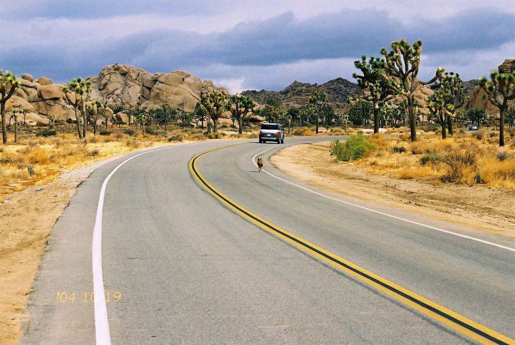 JTNP, Coyote chasing a car by Piotr_Krajewski