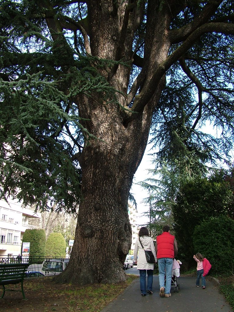 Mi Cedro by annobi