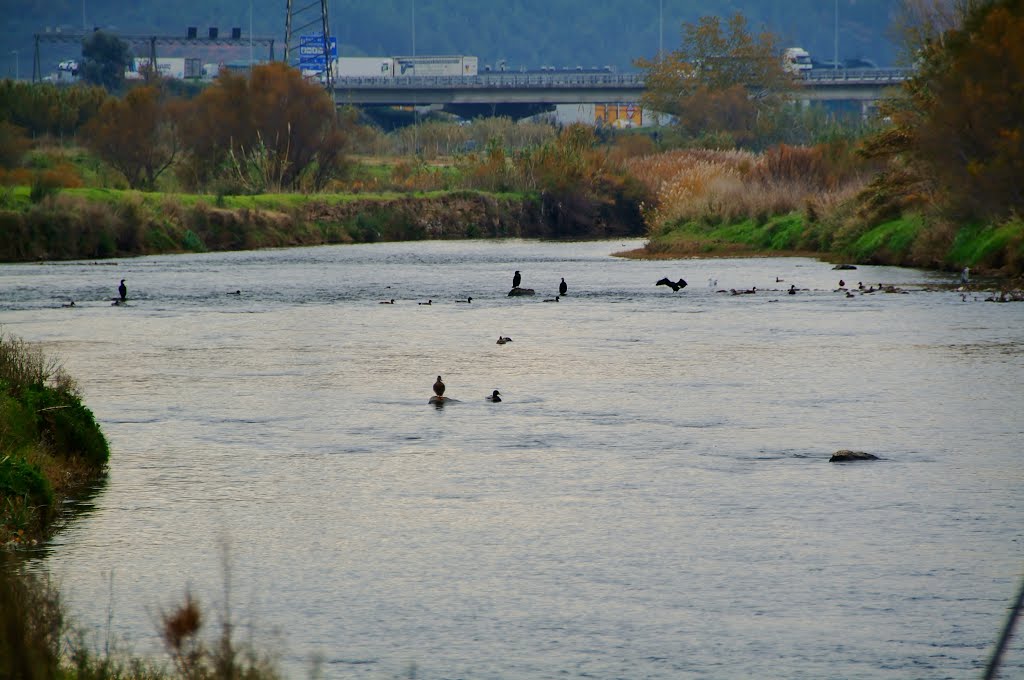 Otoño en el LLobregat-Castellbisbal (patos y cormoránes) by Antonio Lorenzo