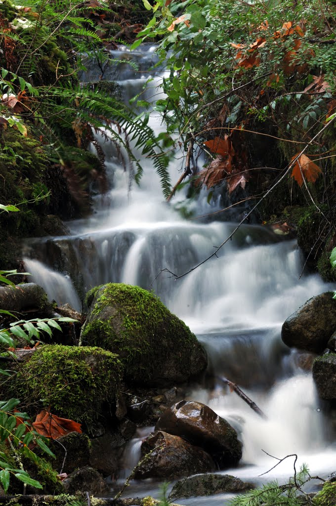 Small stream down embankment by John W. Berger