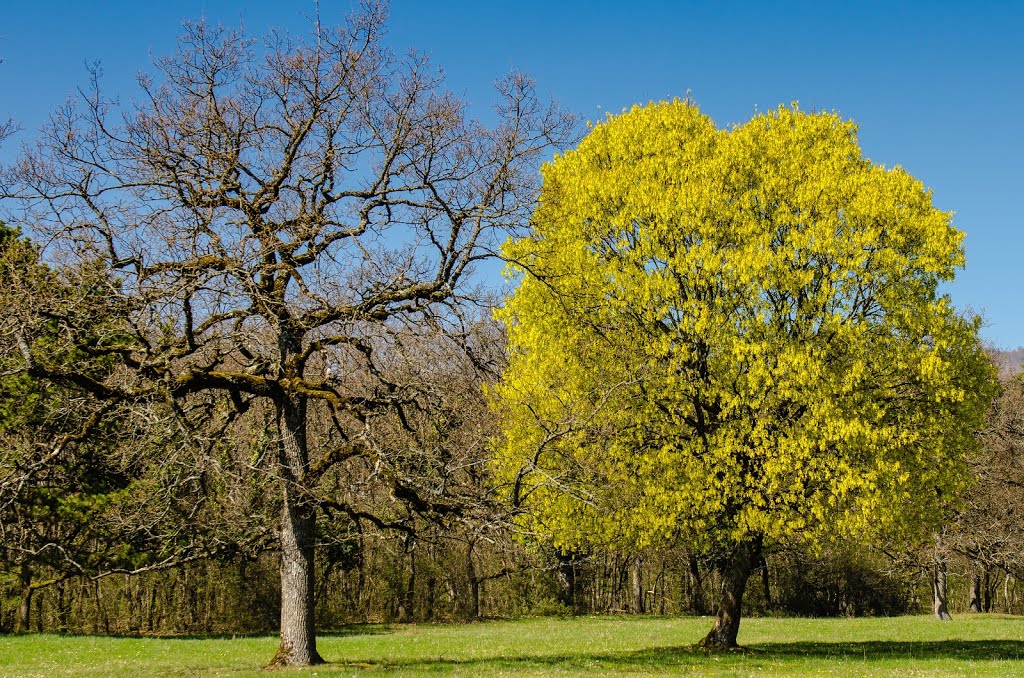 Vaud, spring is back by sucurix