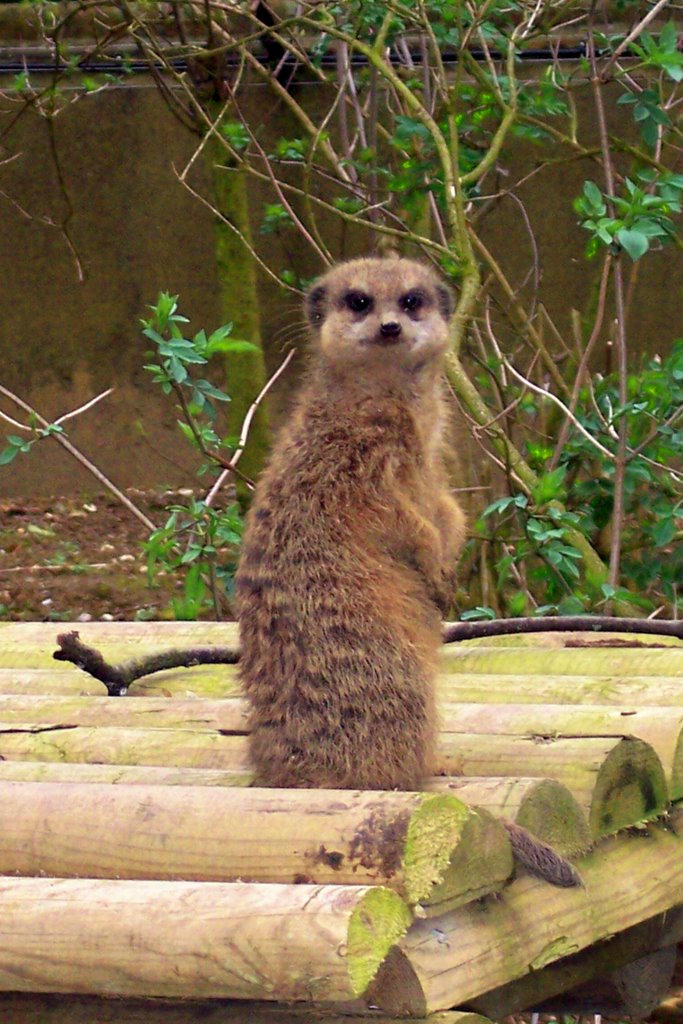 Meerkat @ Port Lympne by Gary Nicholls