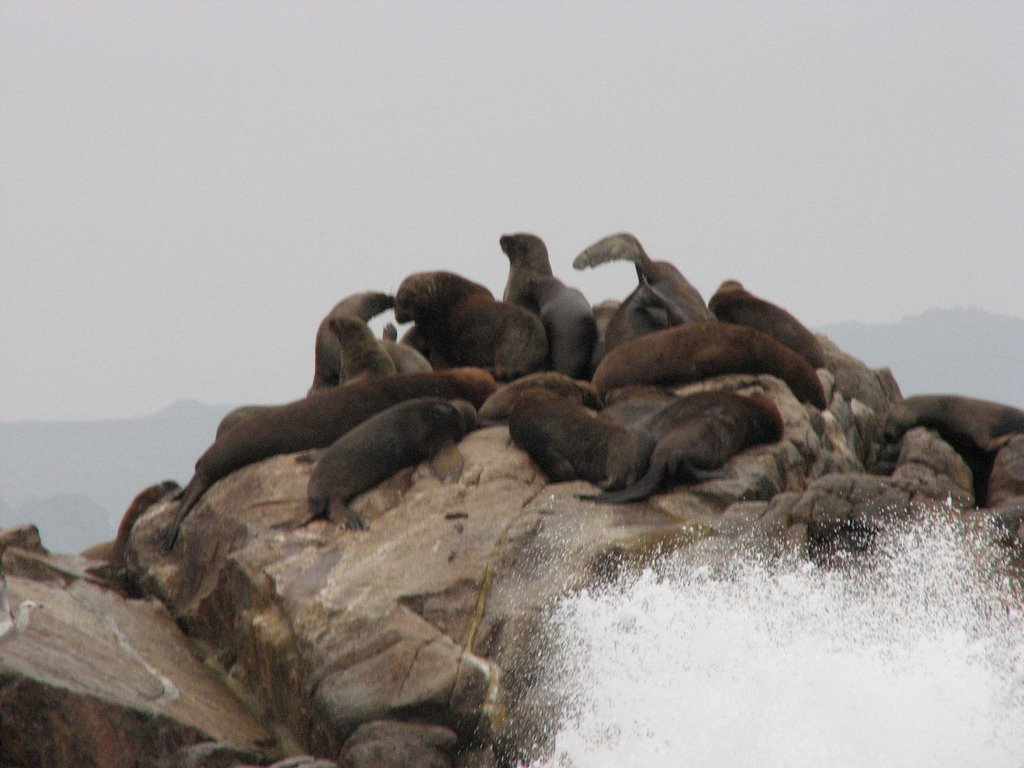 Isla de Lobos by Orion-