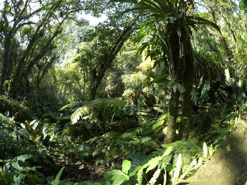 Edward James, Xilitla, México. by Antonio Cristerna