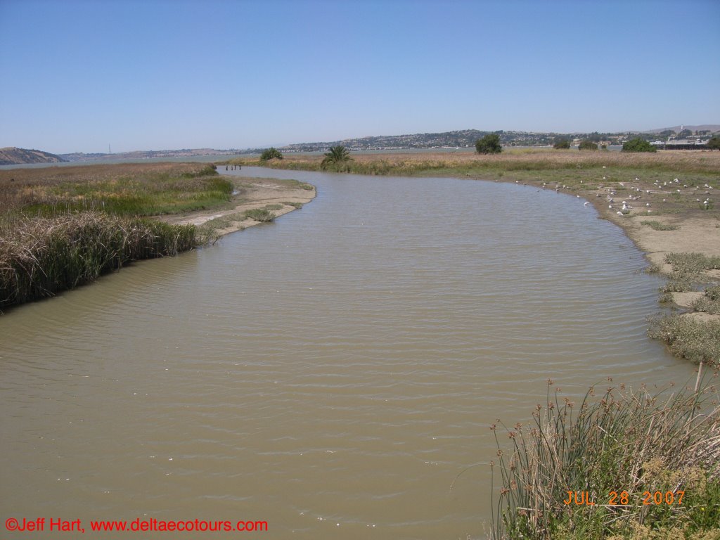 Martinez Regional Park, CA Estuary by Jeff Hart