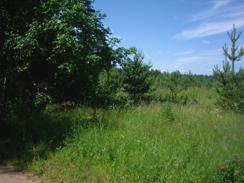 Penovsky District, Tver Oblast, Russia by fedork