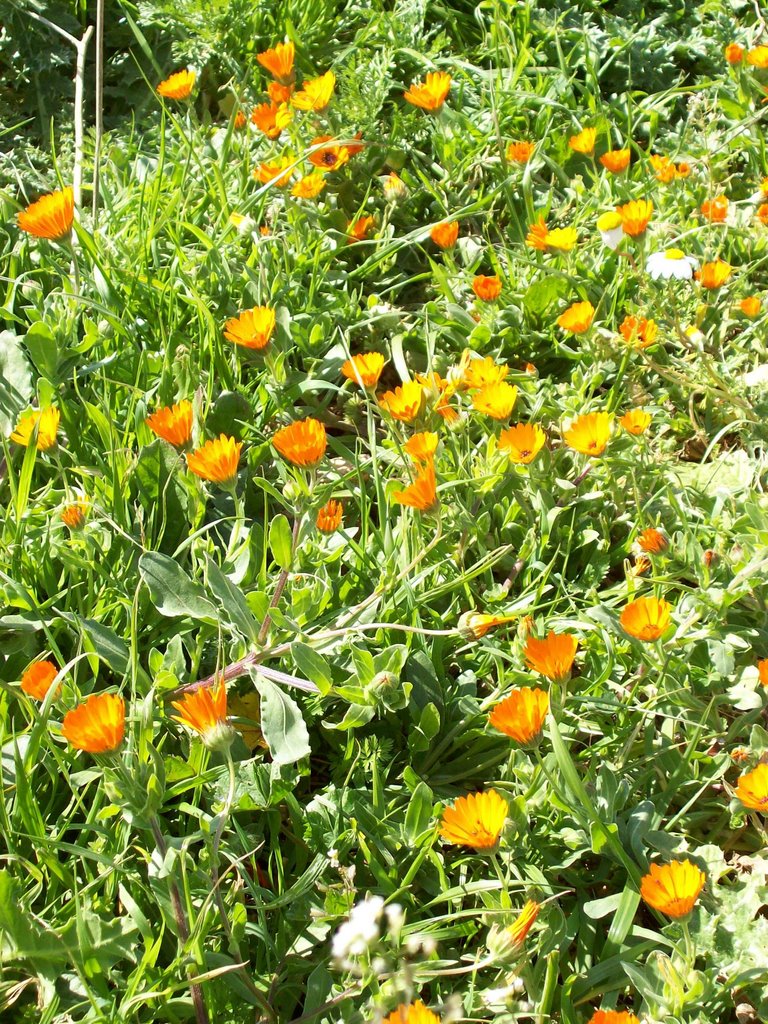 Le printemps à Grarem Gouga by Leila Merrad