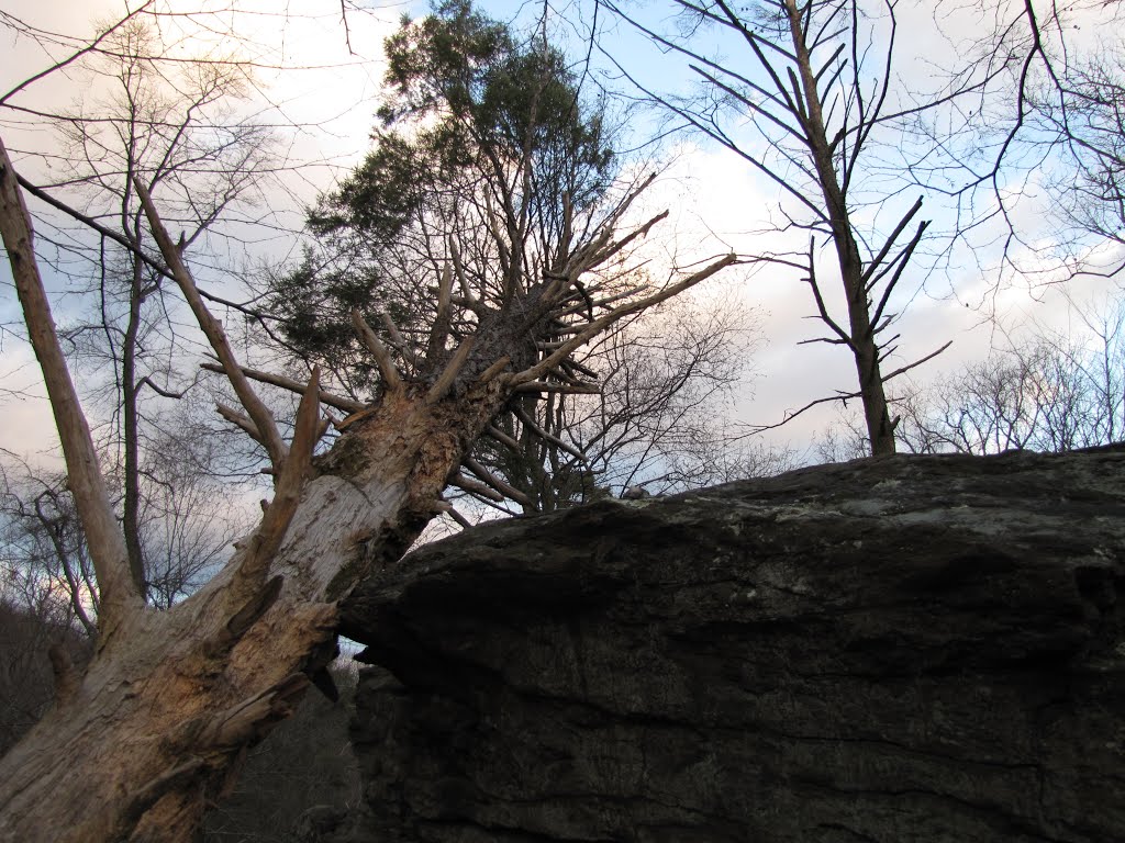 Tucquan Glen Dead Tree by Chris Sanfino