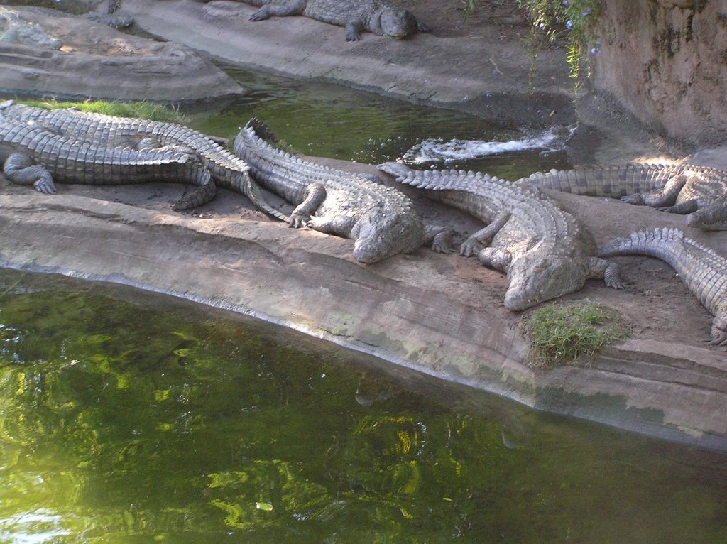 Nile Crocodile by shammond42