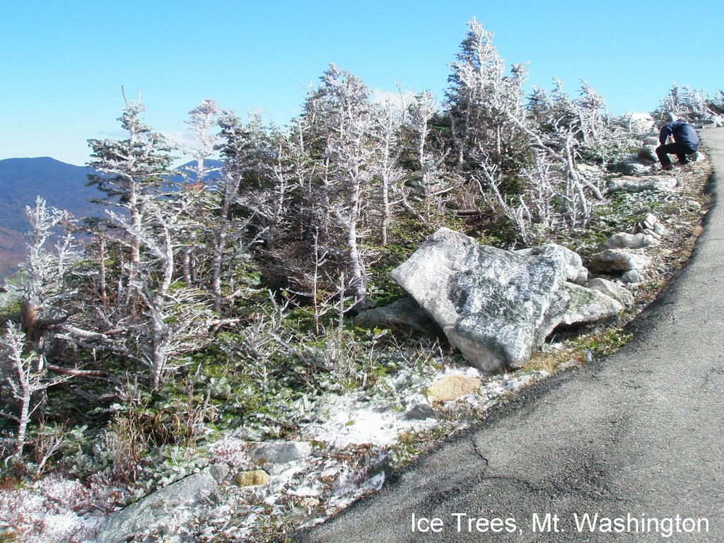 Frozen shrubs on mt. washington, N.H. by annemag31