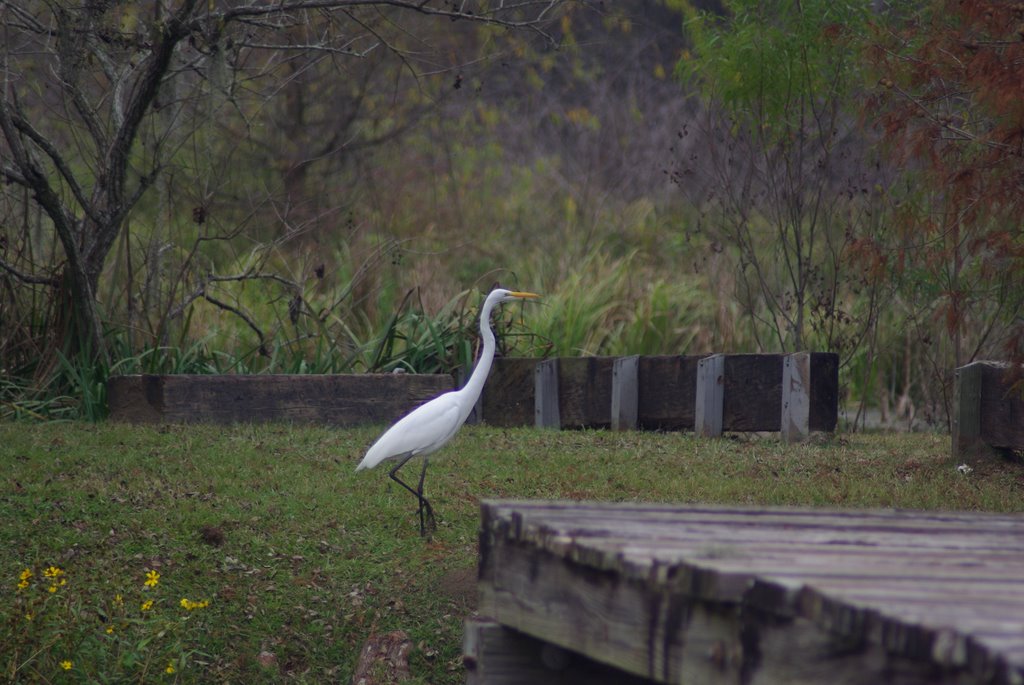 Great White Egret @ Boat Launch by docq