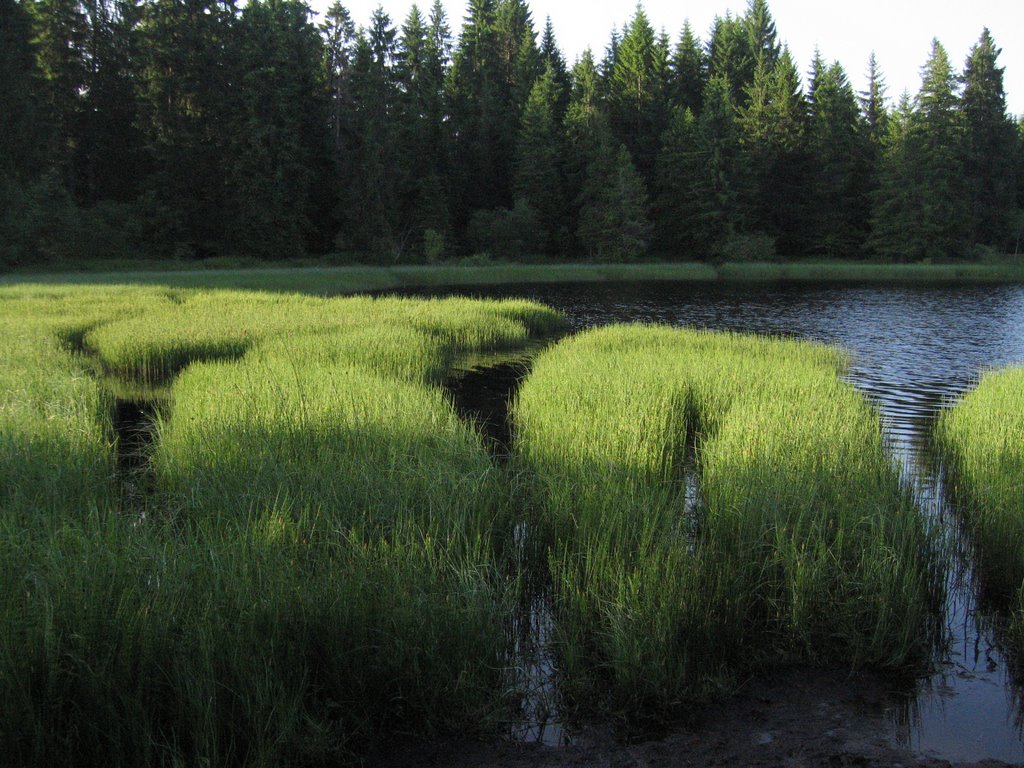 Etang de Gruère by bgurin