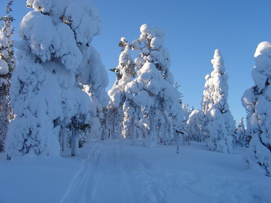 Frozen woods by Mikko Reenilä