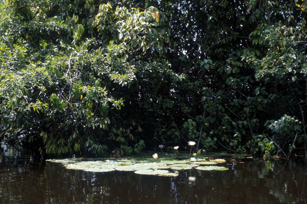 Izabal Department, Guatemala by Gabriele Borsani