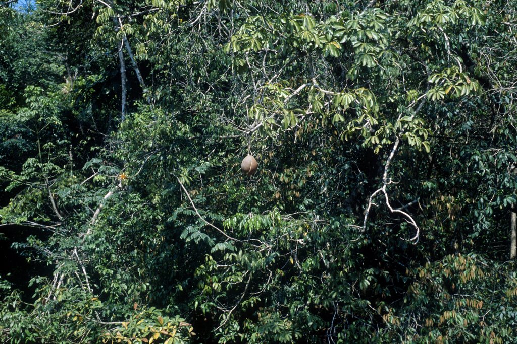 Izabal Department, Guatemala by Gabriele Borsani