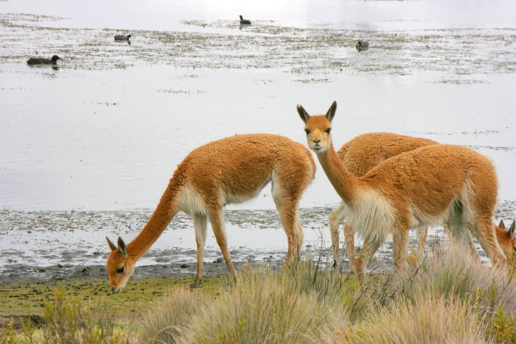 Lago Chungará - Vicuñas (2) by Pedro Lázaro